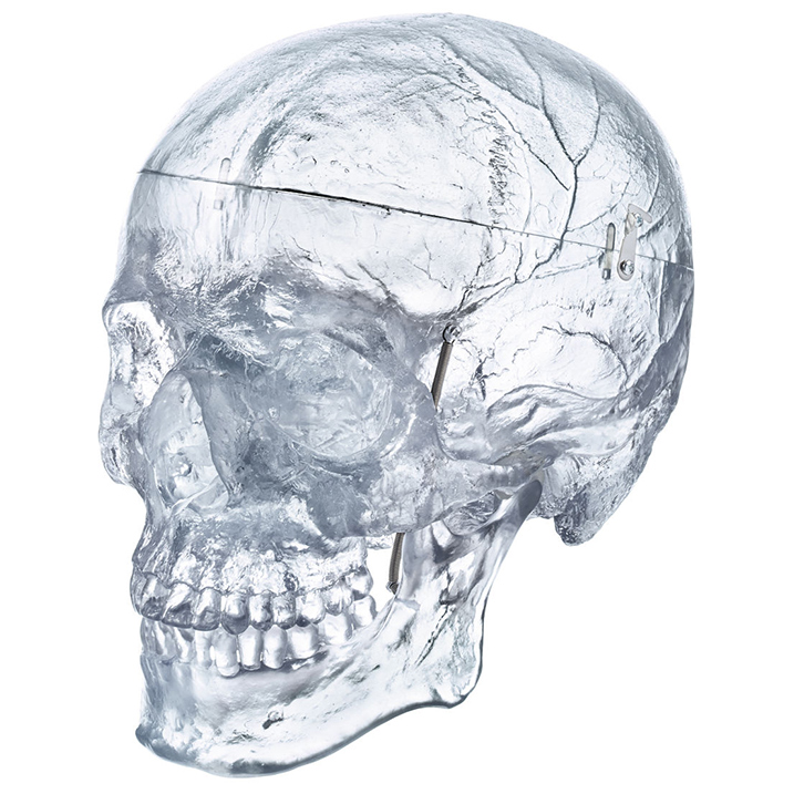 4" Human Model Anatomy Skull Head Muscle Bone Medical Drawing White UK 