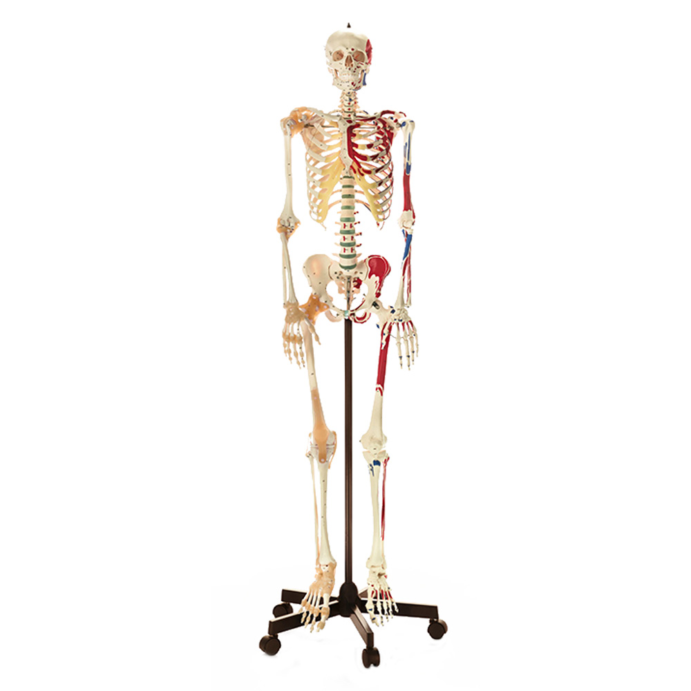 Artificial Human Skeleton with Additional Ligaments, Male - Adam,Rouilly