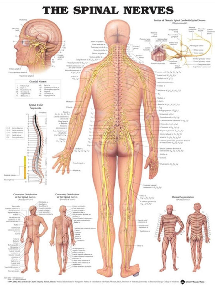 The Spinal Nerves Chart - Adam,Rouilly