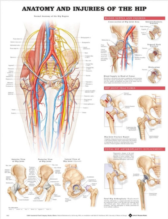Hip Basicplus Chart.pdf Anatomy and Injuries of the Hip Chart - Adam,Rouilly