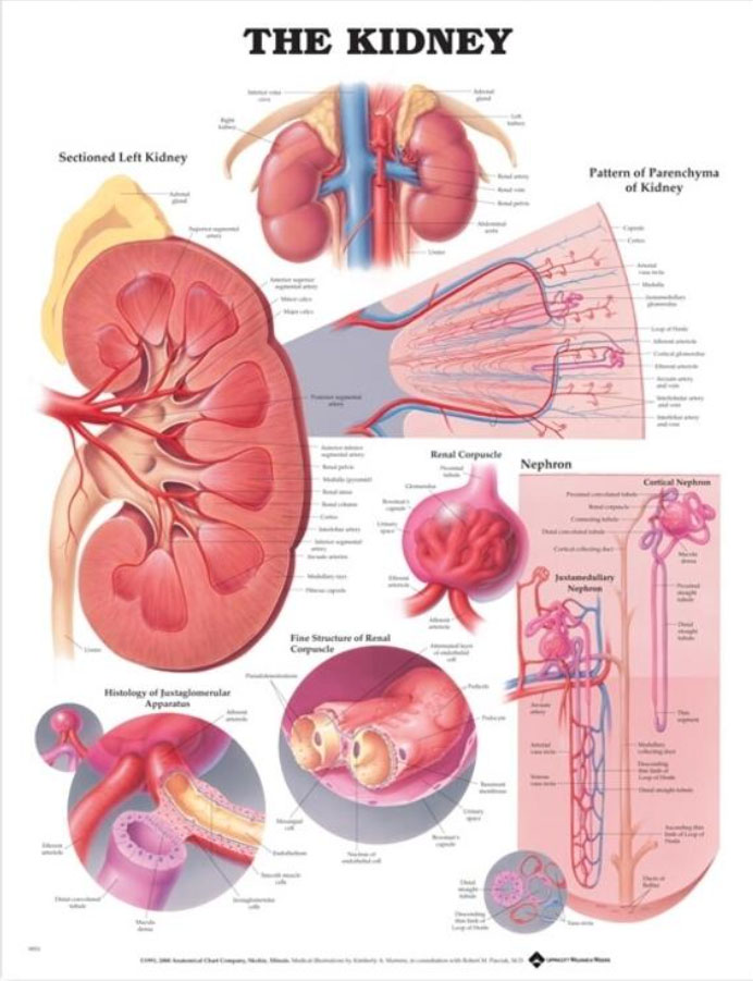 The Kidney Chart | Adam,Rouilly