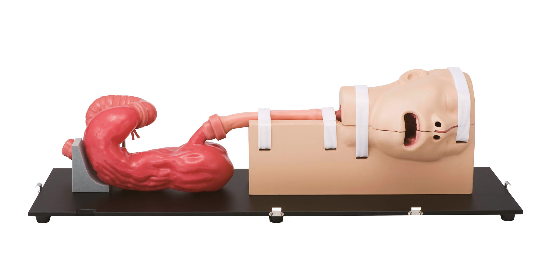 Koken Esophago-Gastro-Duodenoscopy (EGD) Simulator | Adam,Rouilly
