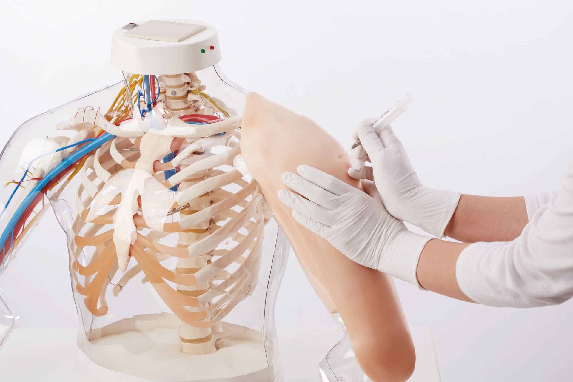 Sakamoto Intramuscular Injection Model of Upper Arm Muscles | Adam,Rouilly