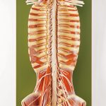 Spinal Cord in the Spinal Canal, Light - Adam,Rouilly