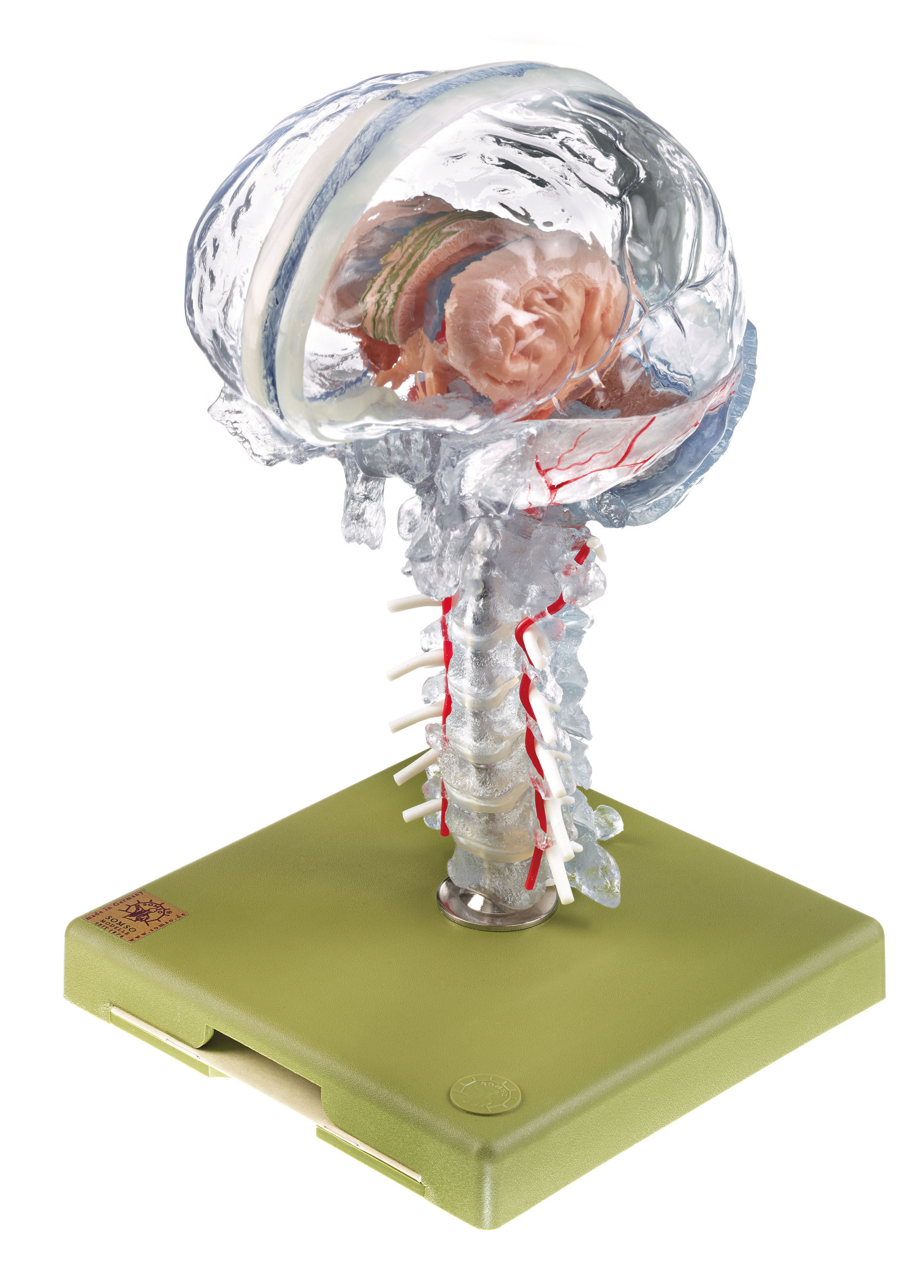Transparent Brain Model - Separates Into 15 Parts - Adam,Rouilly