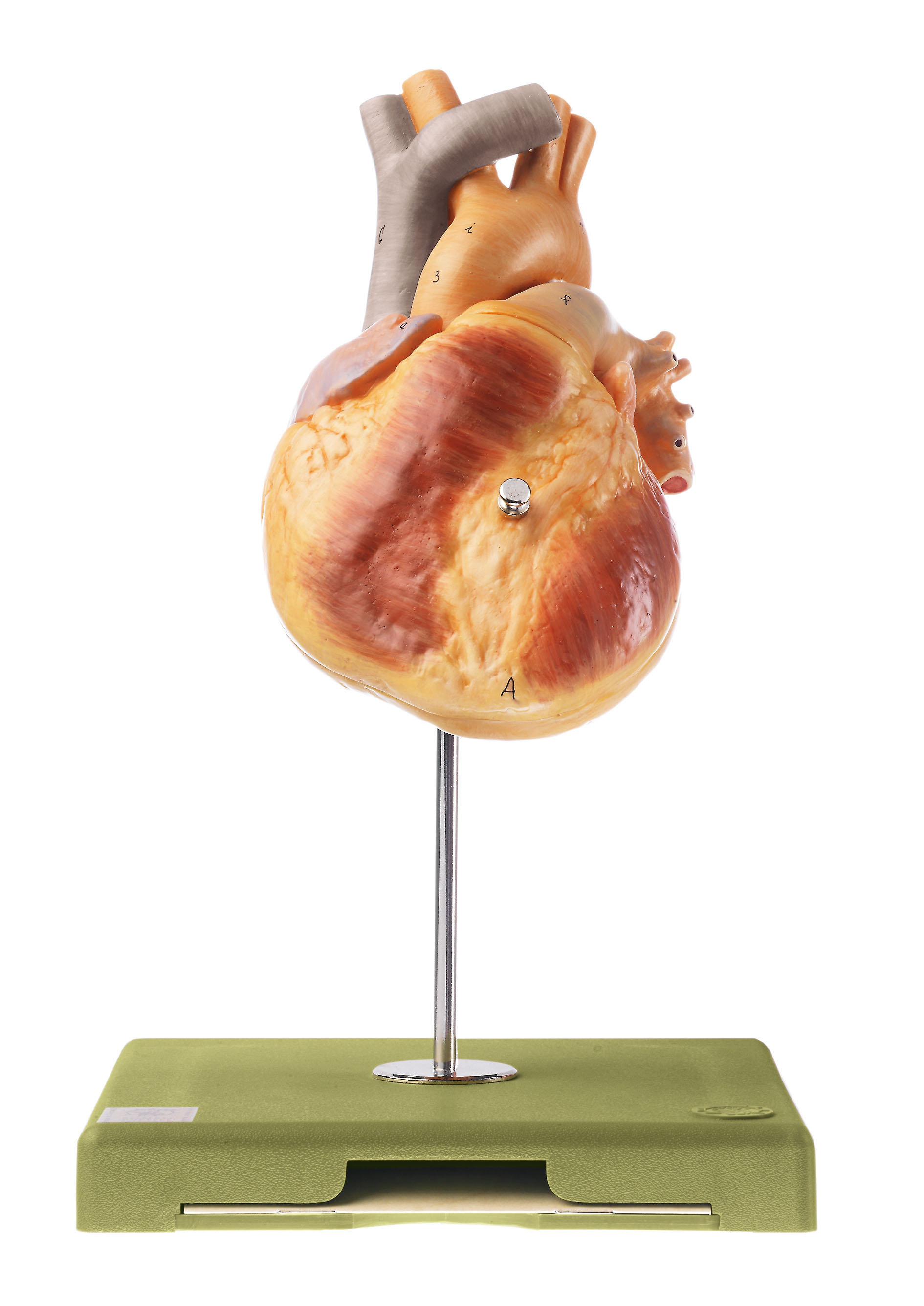 Heart - 2 Parts - Adam,Rouilly