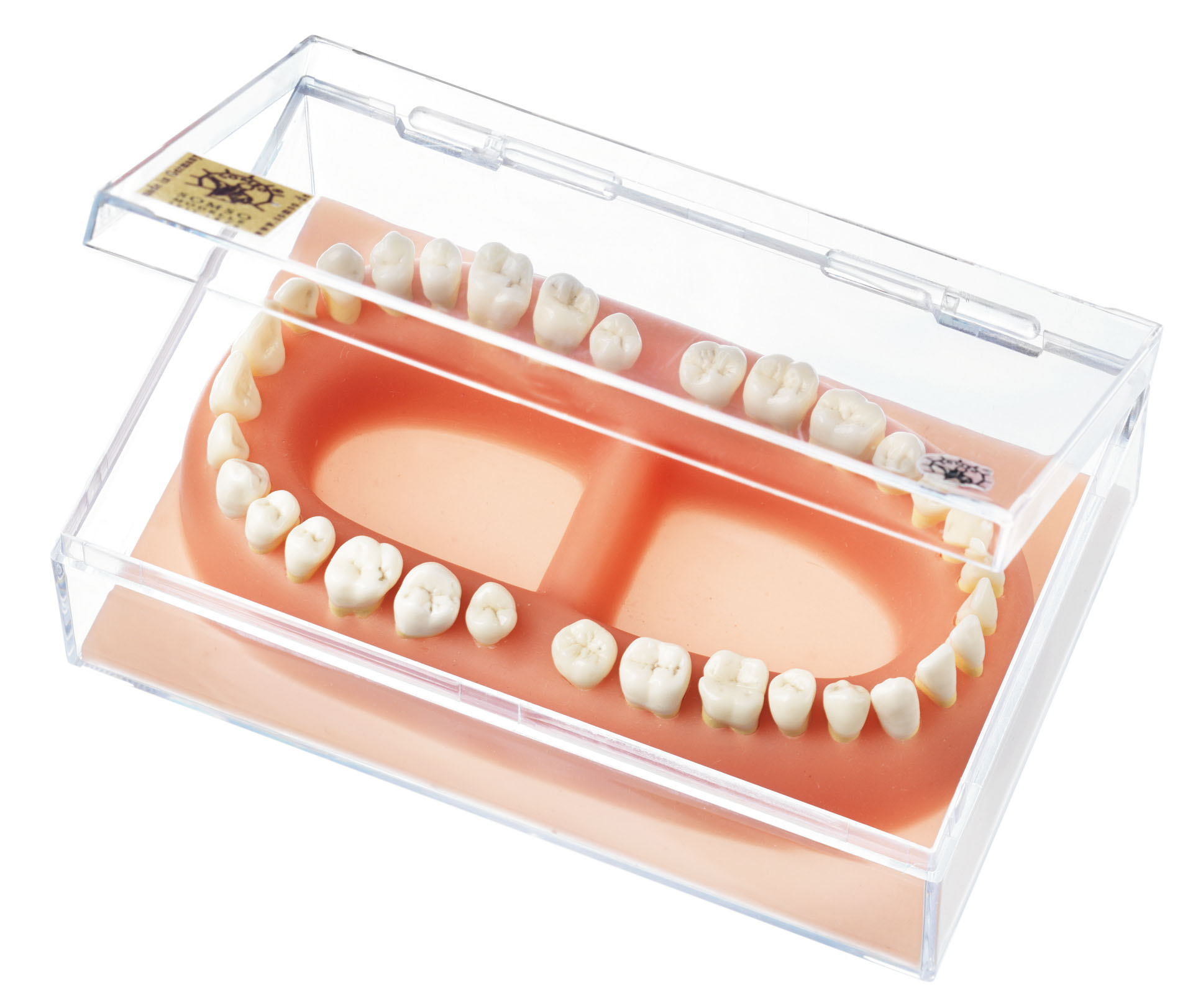 Set of Teeth of an Adult - Adam,Rouilly