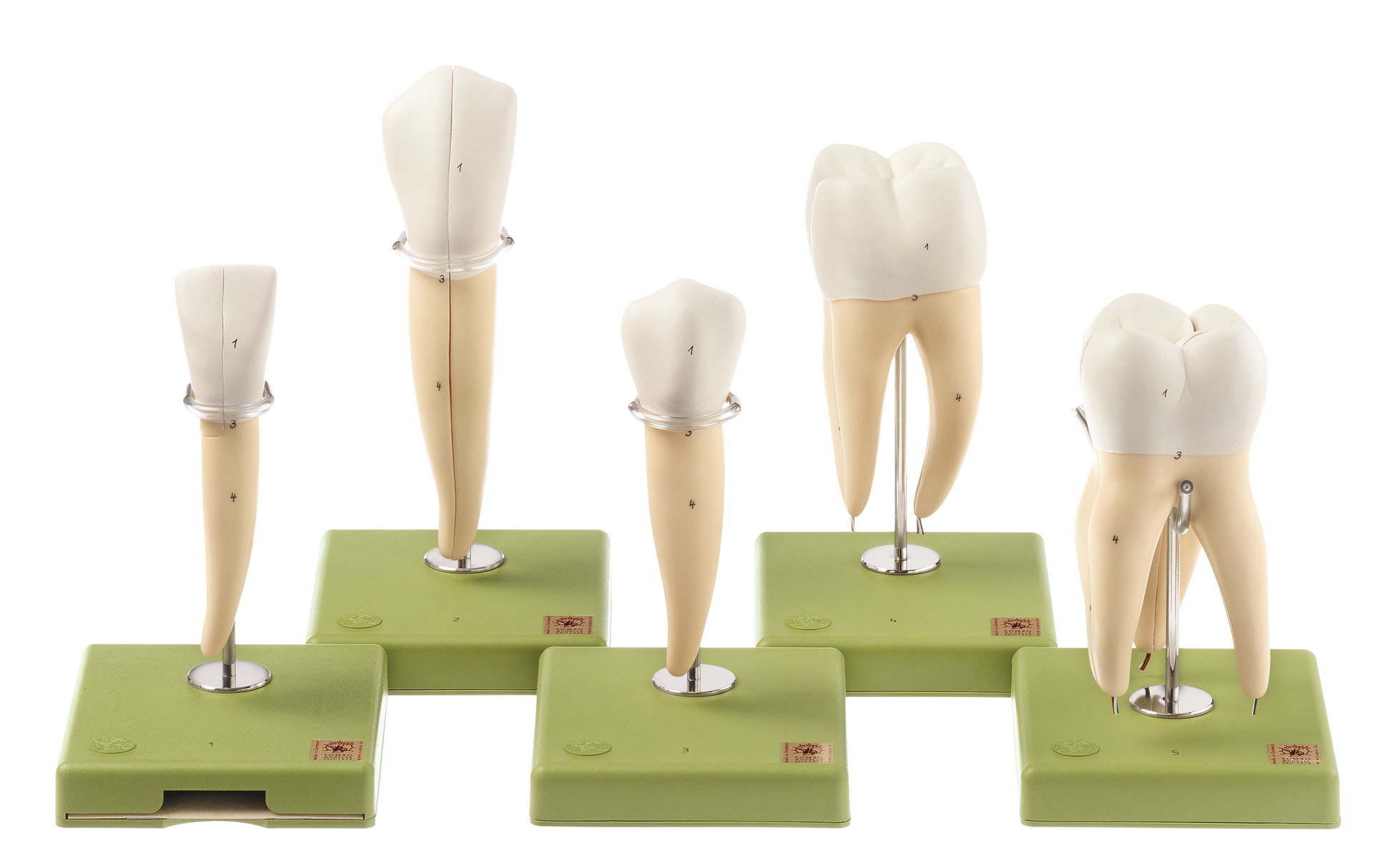 Adam Rouilly Five Models Of Teeth | Adam,Rouilly