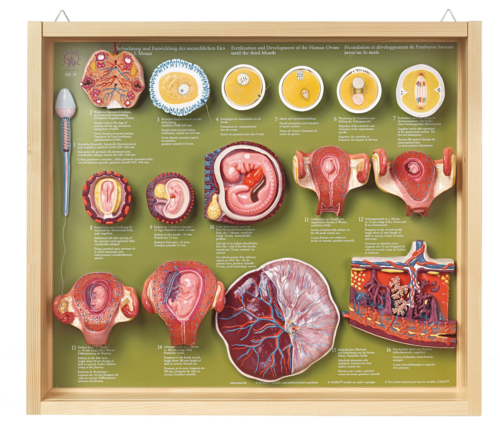 Human Development Up To The Embryo At The End Of The First Month | Adam ...