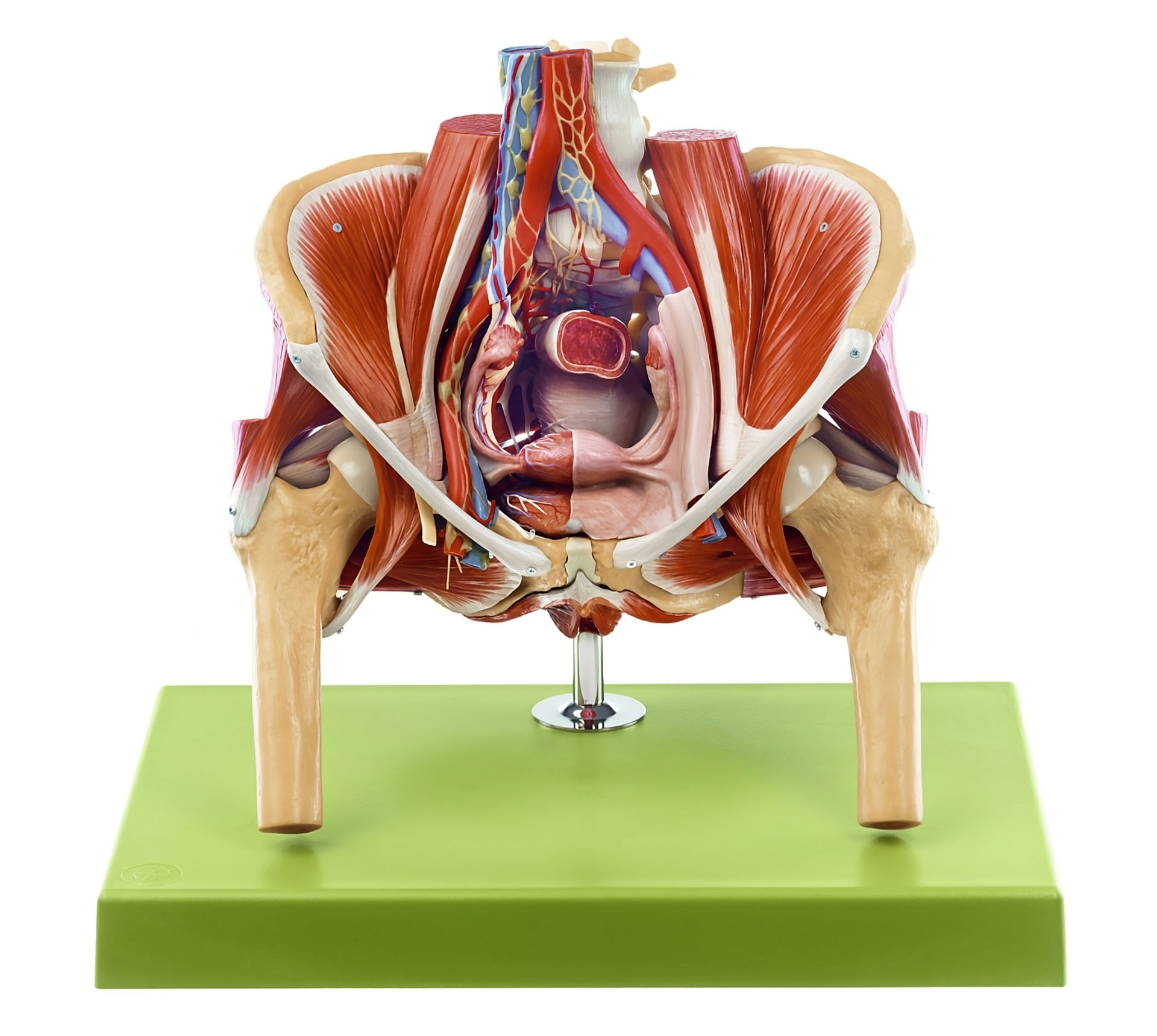 Model of the Female Pelvis - Adam,Rouilly