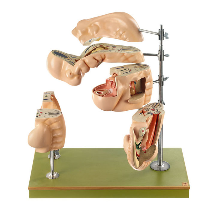 Model of a Human Embryo - Adam,Rouilly