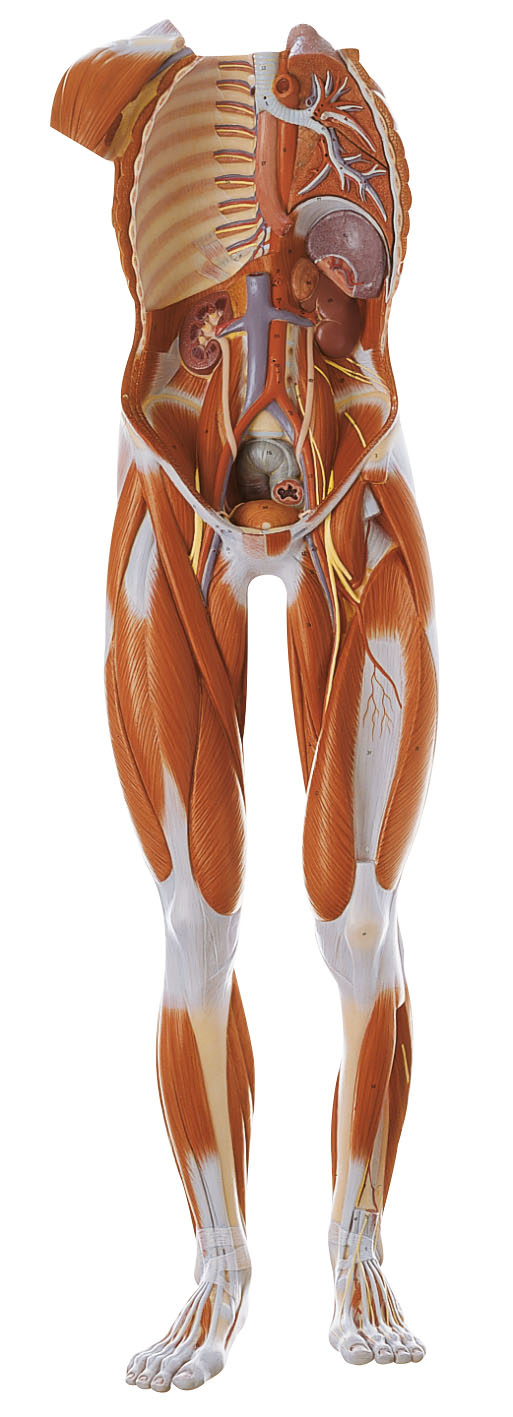 Male Muscle Figure | Adam,Rouilly