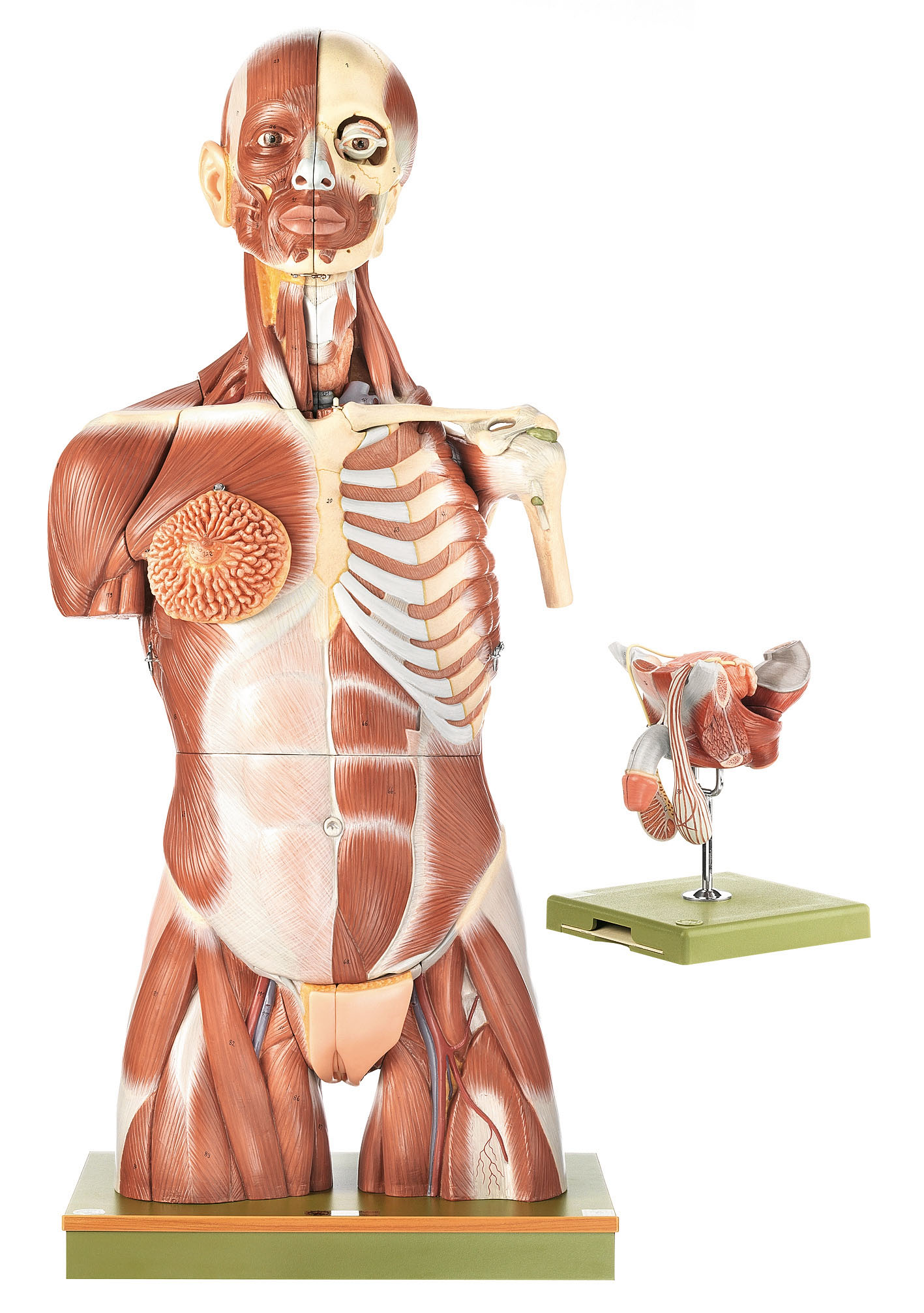 Muscular Torso with Head and Interchangeable Male and Female Genitalia ...