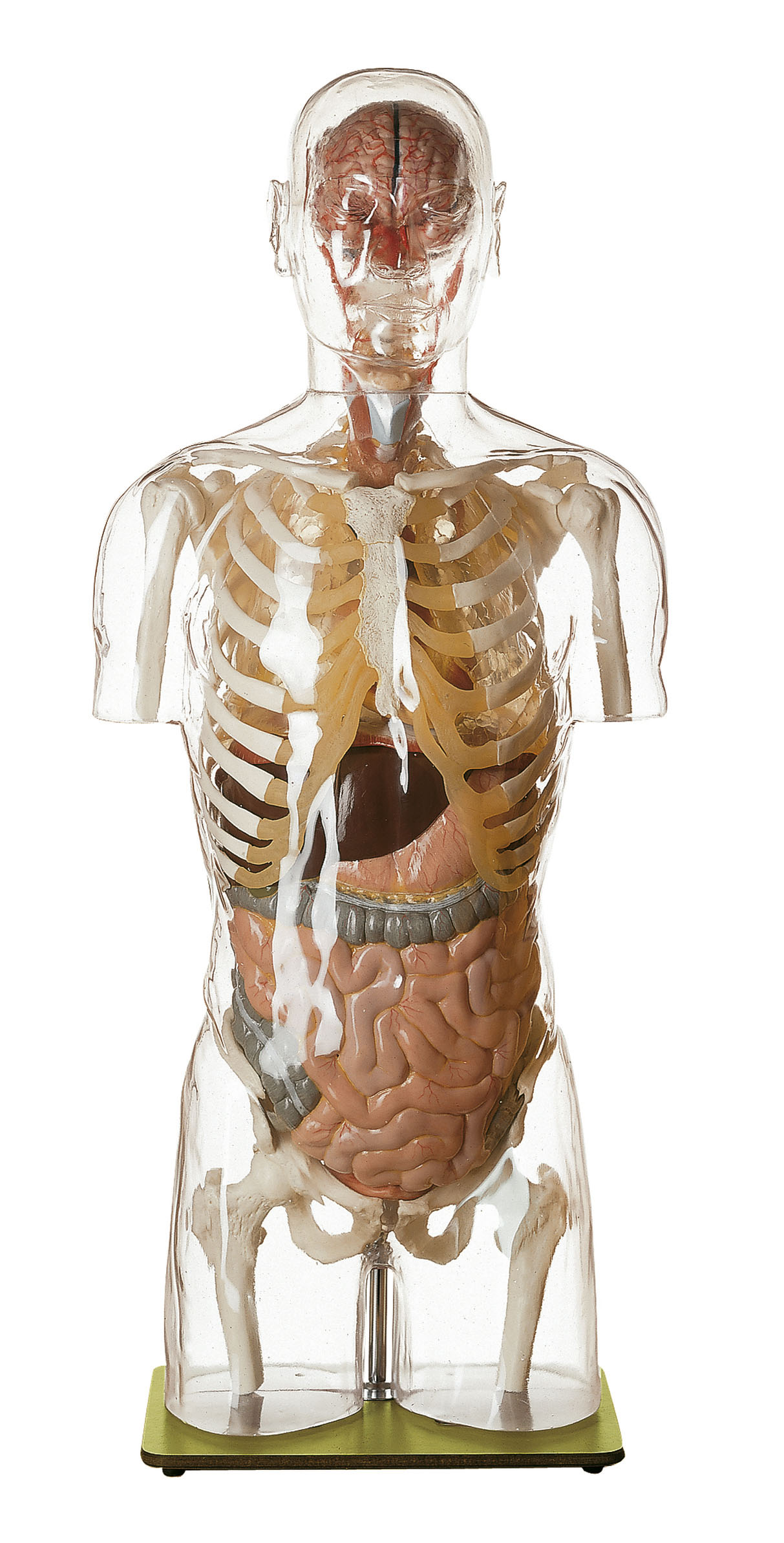 Transparent Torso Model With Head | Adam,Rouilly
