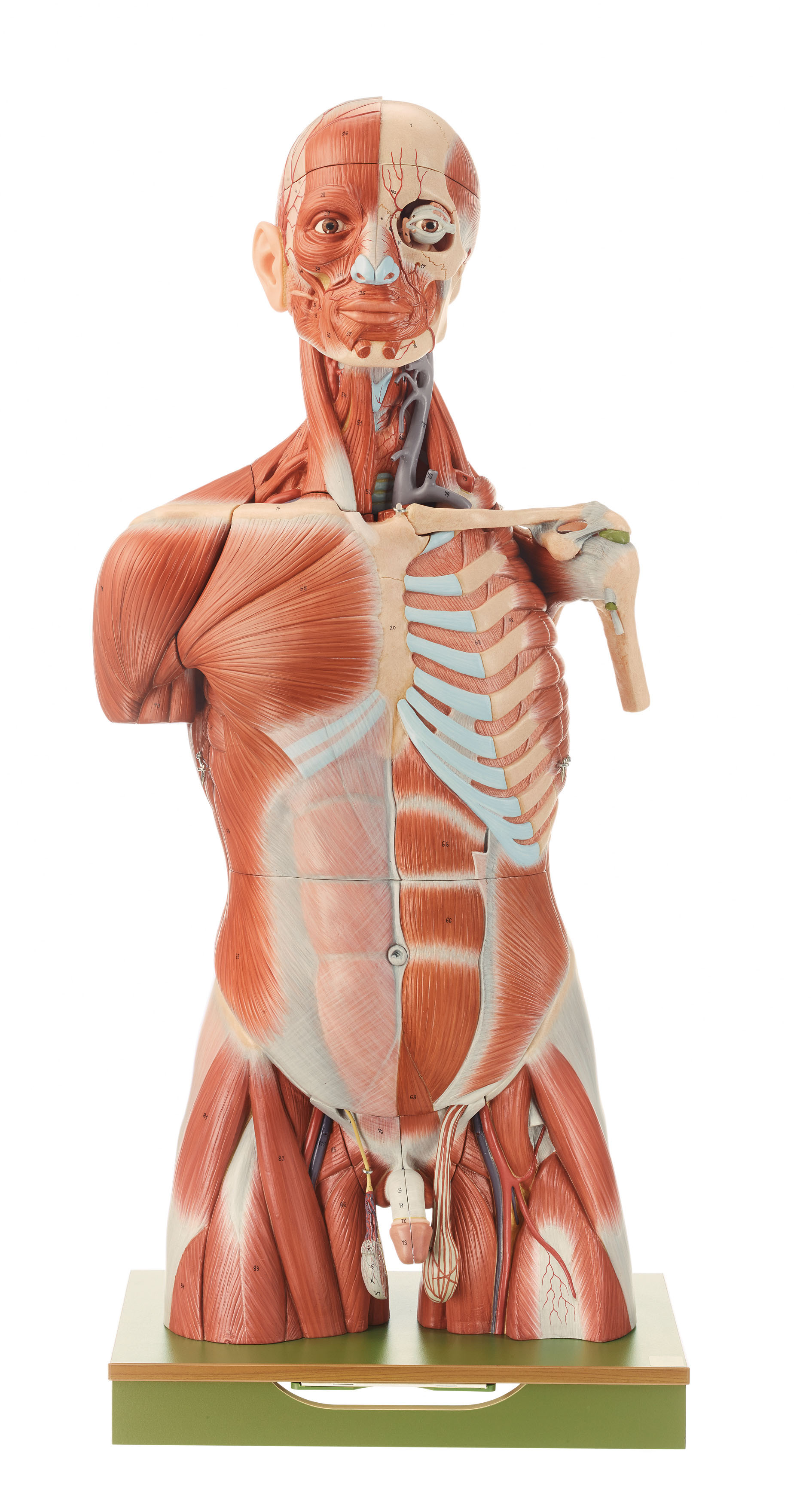 Muscle Torso With Head, Light | Adam,Rouilly