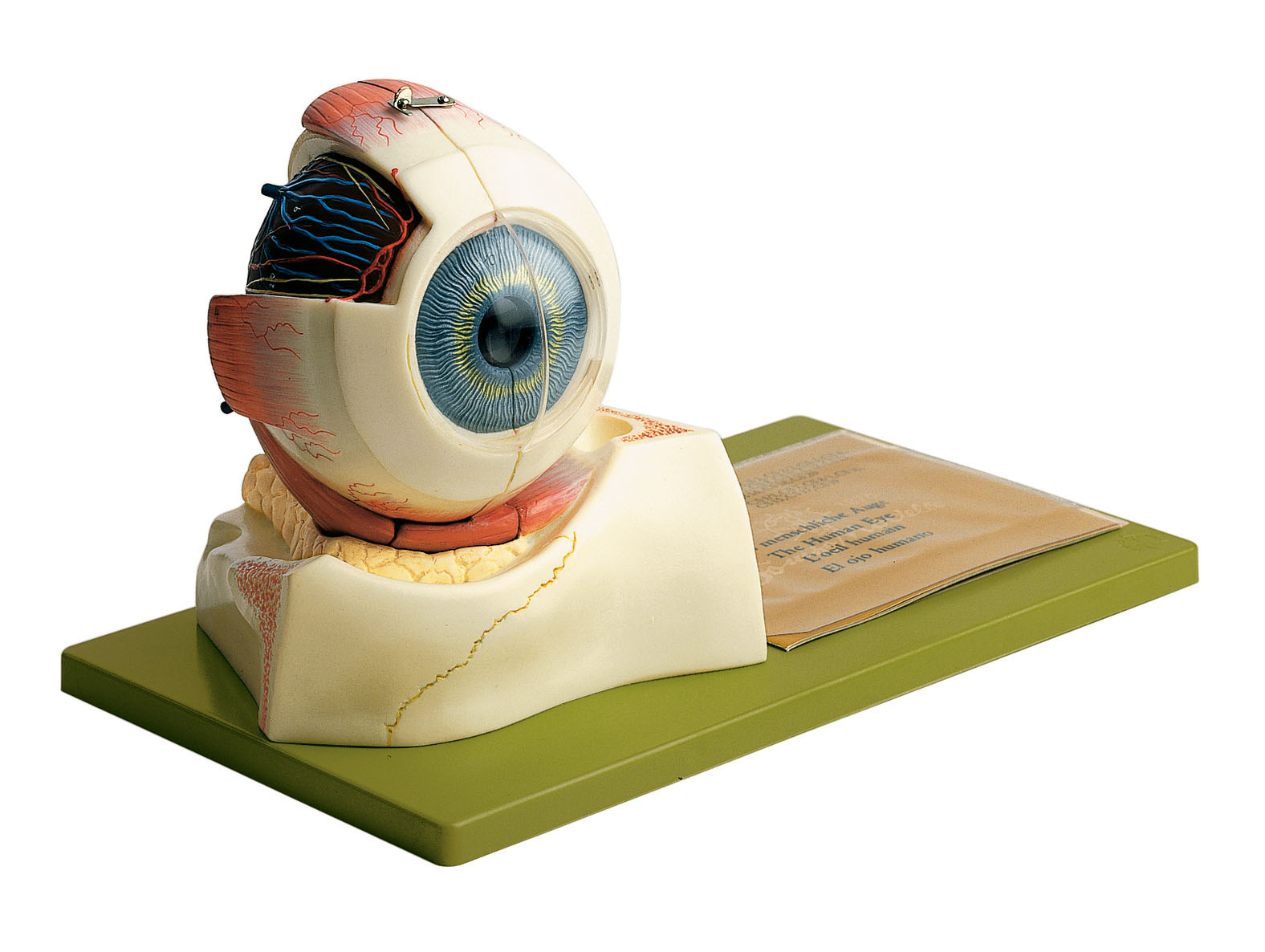 Eyeball – Separates Into 3 Parts