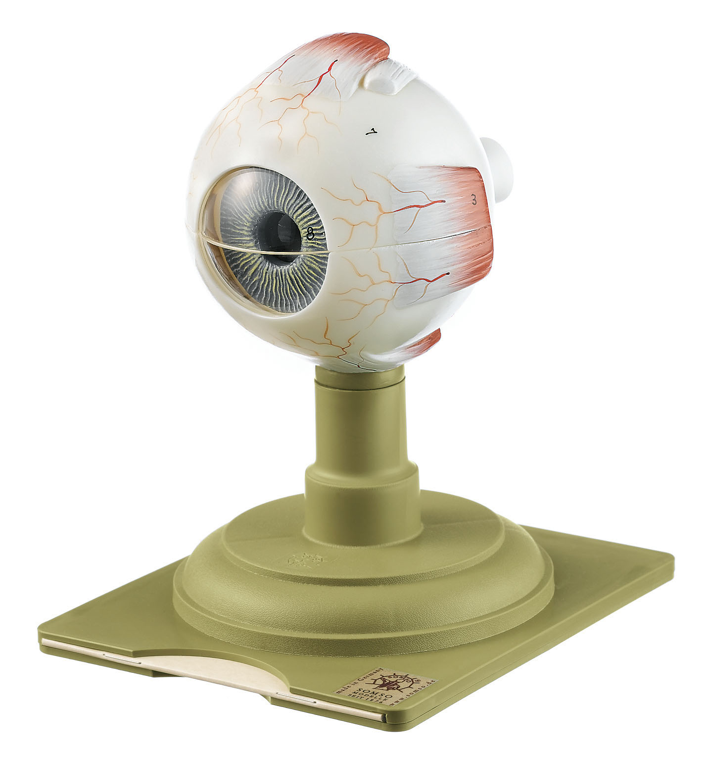 Eyeball – Separates Into 6 Parts