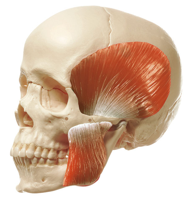 14 Part Model of Skull + Muscles of Mastication - Adam,Rouilly