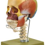 14 Part Coloured Skull + Muscles, Cervical Spine & Hyoid Bone - Adam ...