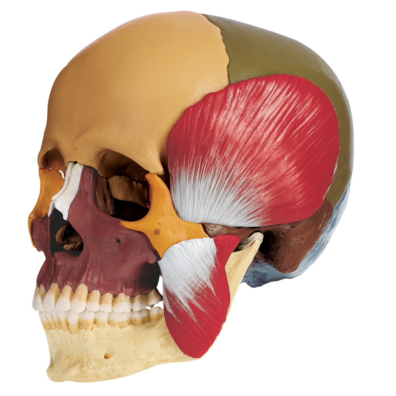 Coloured Skull with Masticatory Muscles - 14 Parts - Adam,Rouilly