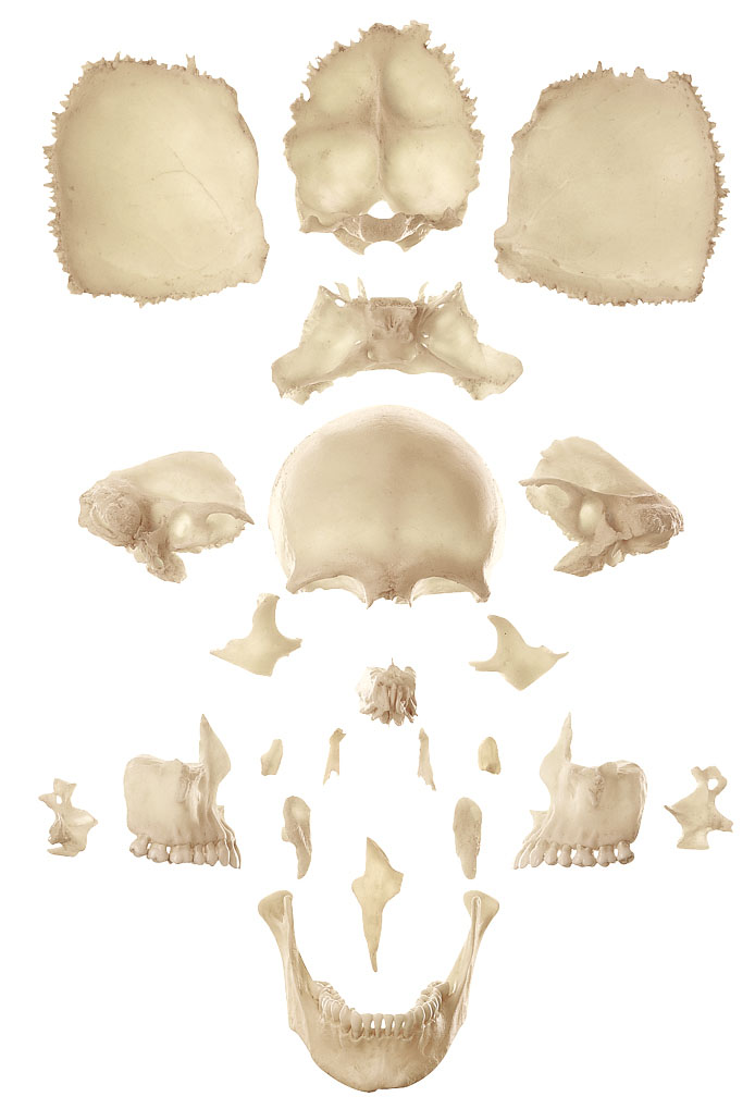 Bones - Skull | Adam,Rouilly