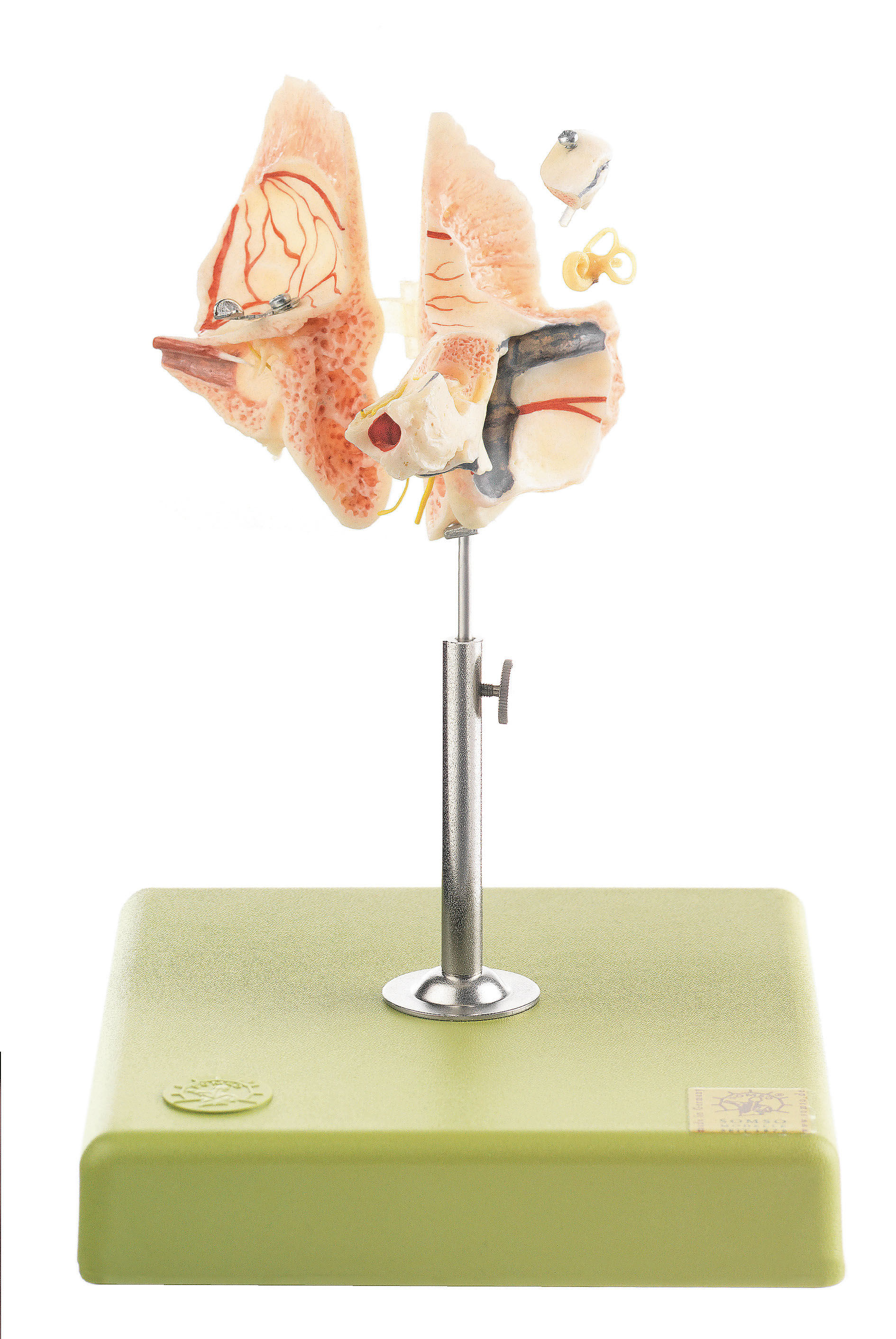 Artificial Temporal Bone - Adam,Rouilly