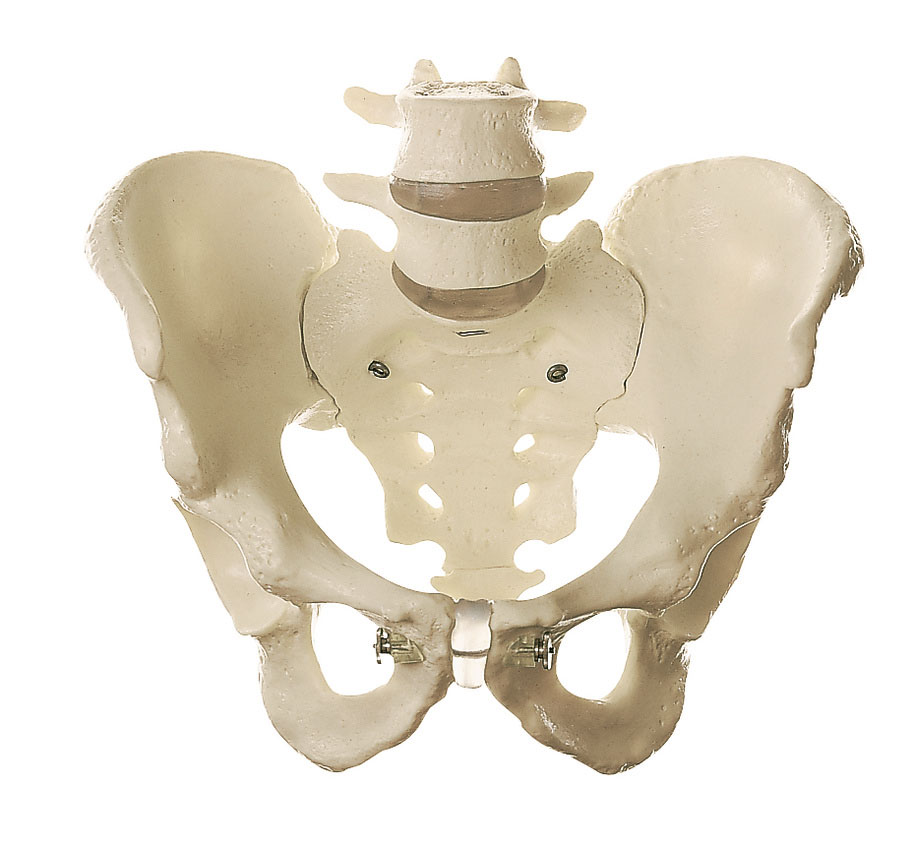 Skeleton of Male Pelvis | Adam,Rouilly