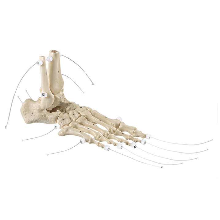 Skeleton of the Foot on Nylon - Adam,Rouilly