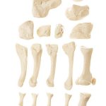 Foot Bone - Adam,Rouilly