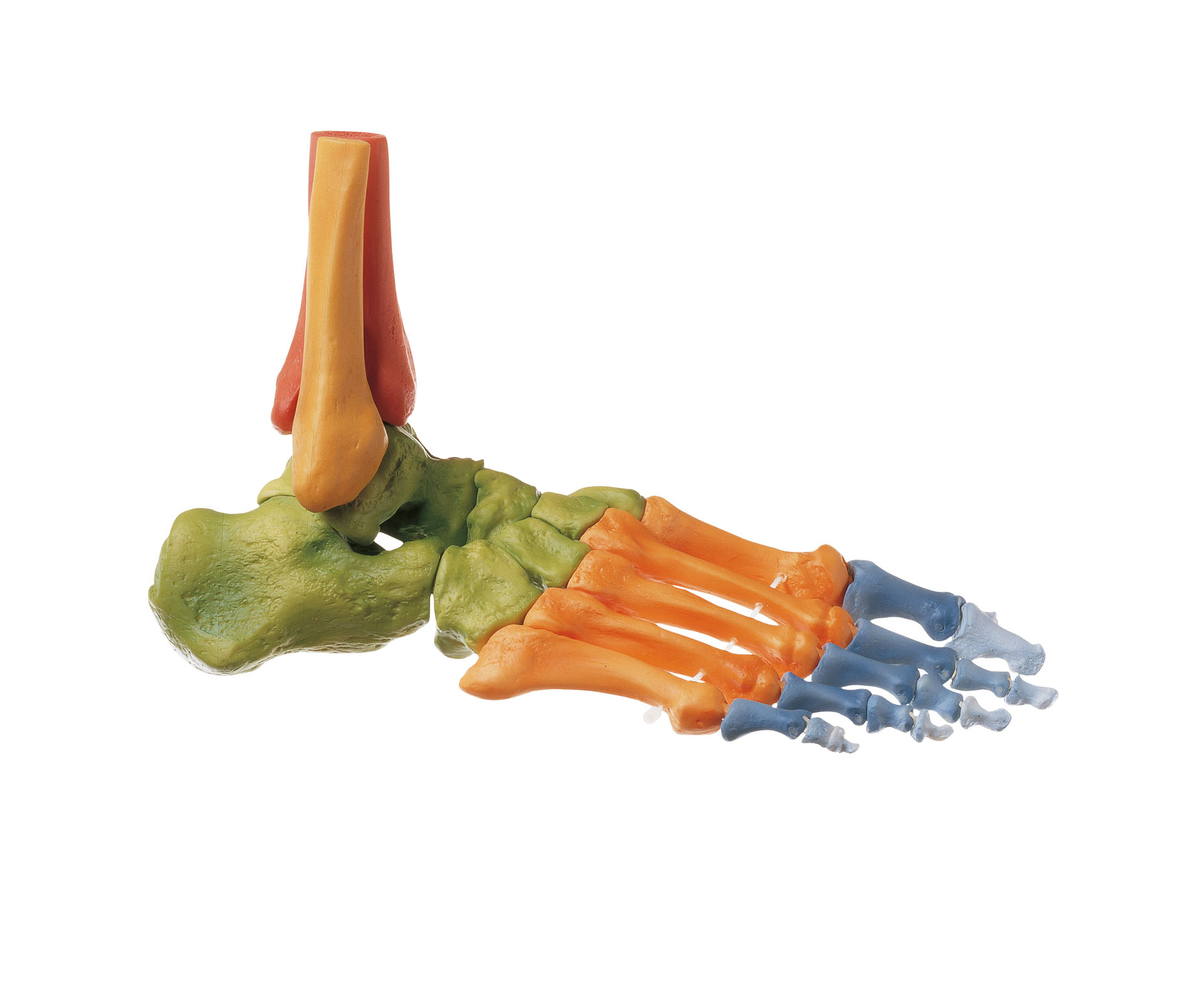 Skeleton of the Right Foot (Movable Joints and Coloured) - Adam,Rouilly
