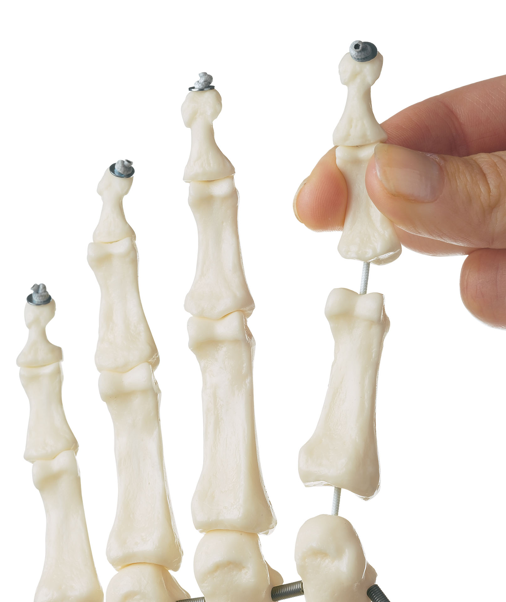 Skeleton of the Hand With Base of Forearm (Flexible Mounting) | Adam ...