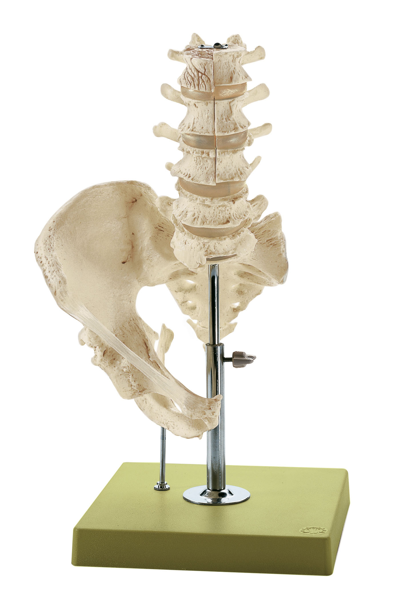 Lumbar Spinal Column - Without Innervation - Adam,Rouilly
