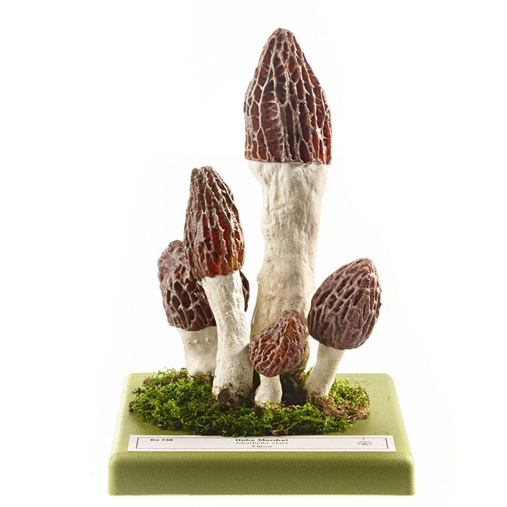 A Group of Black Morel Adam,Rouilly