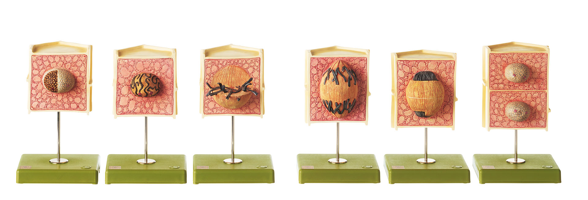 Series of Models Showing the Typical Indirect Plant Mitosis - Adam,Rouilly