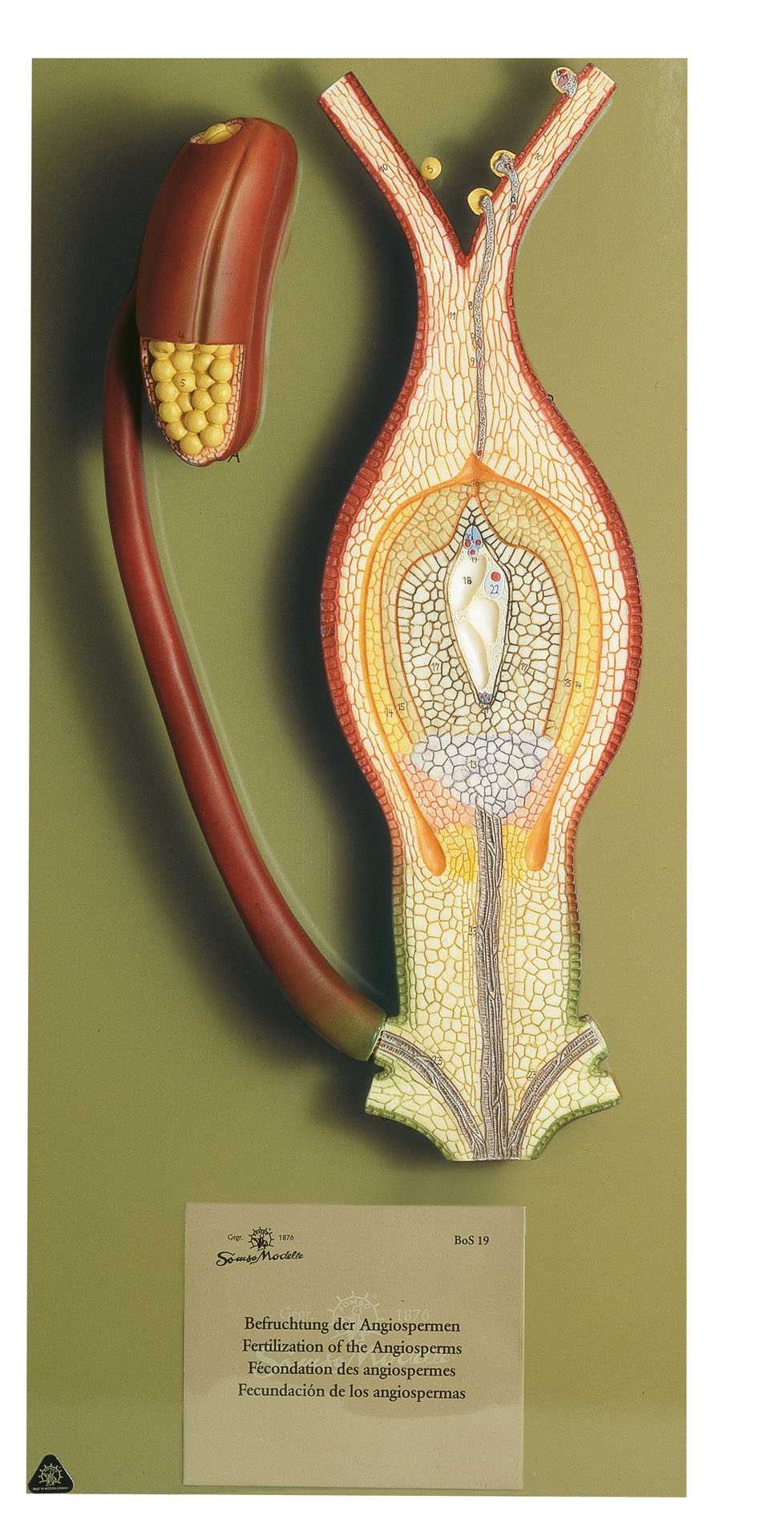 Fertilisation of Angiosperm - Adam,Rouilly