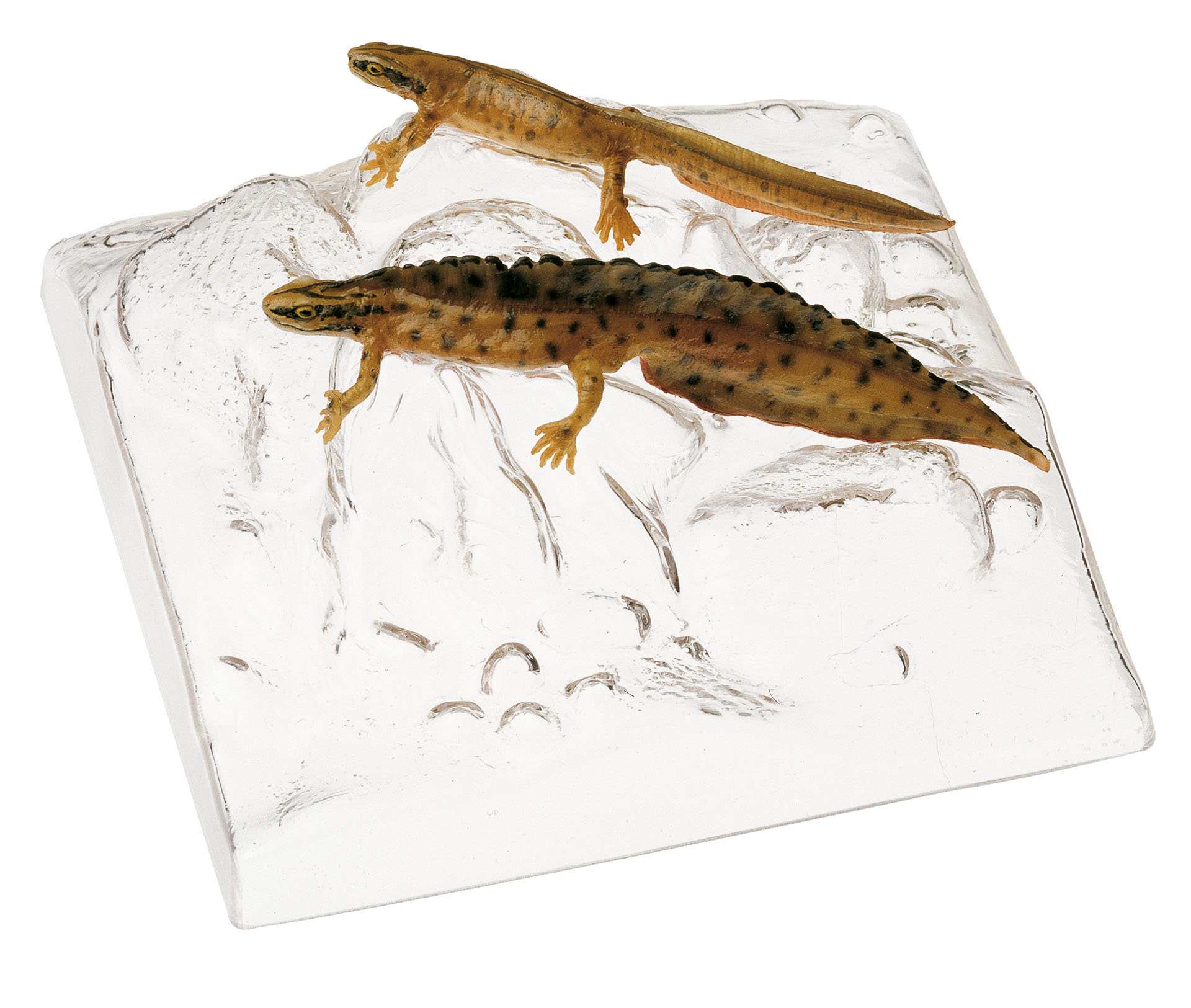 Common Newt in Their Aquatic Form, Male and Female - Adam,Rouilly