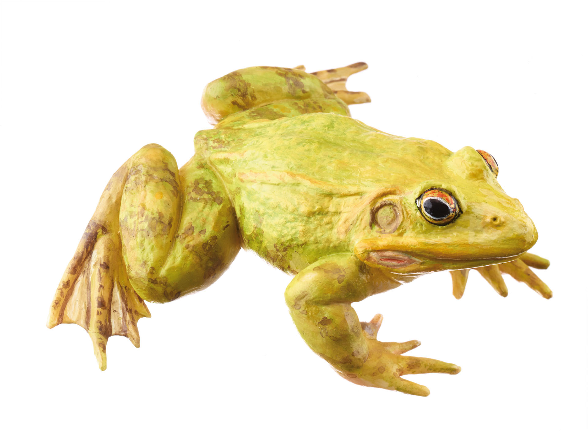 Adam Rourke Frogs Pool Frog Mating Colouration, Male - Adam,Rouilly