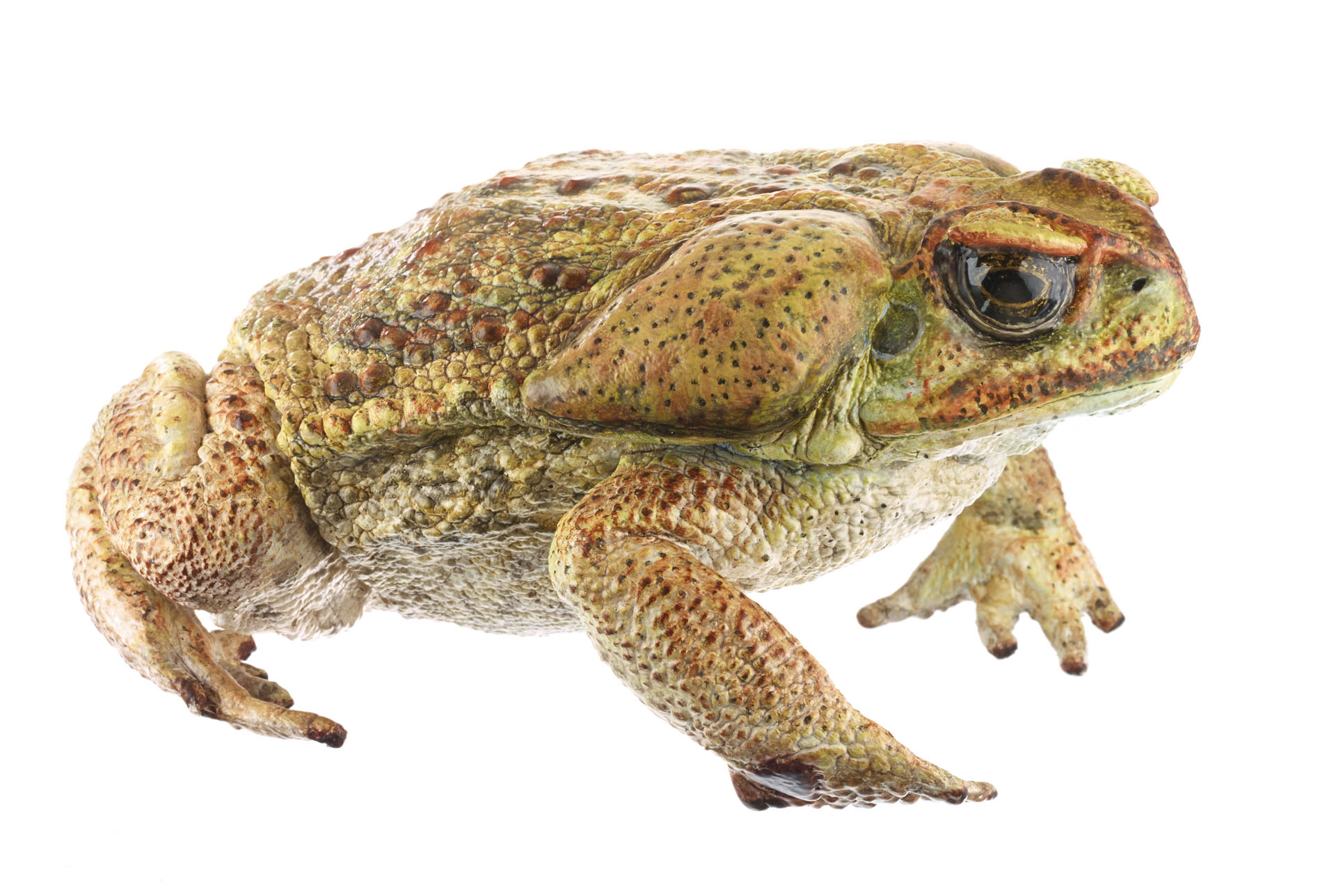 Cane Toad - Adam,Rouilly