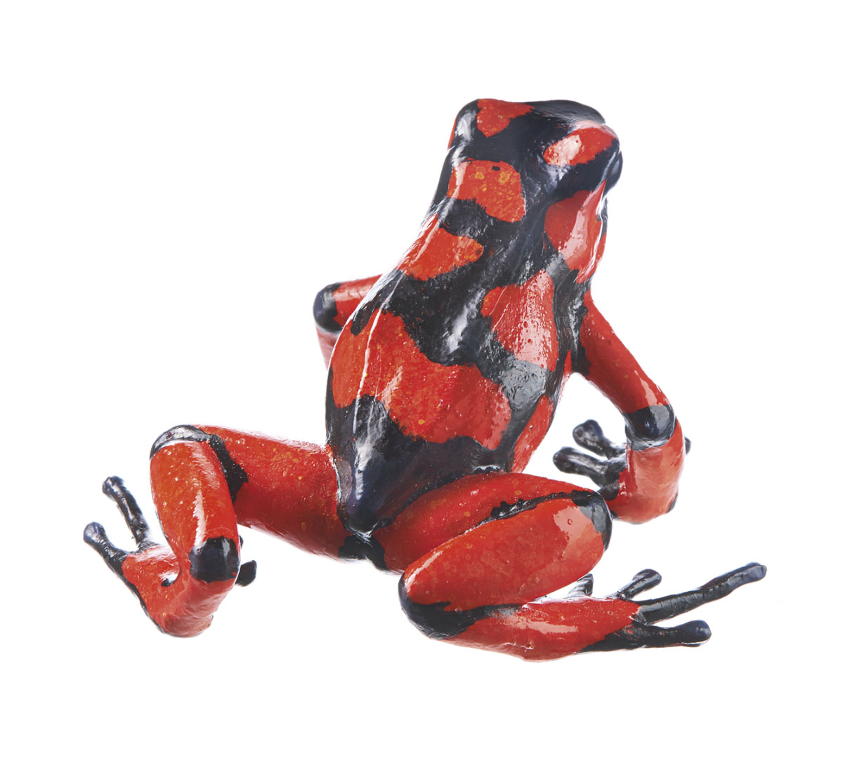 Adam Rourke Frogs Harlequin Poison Frog