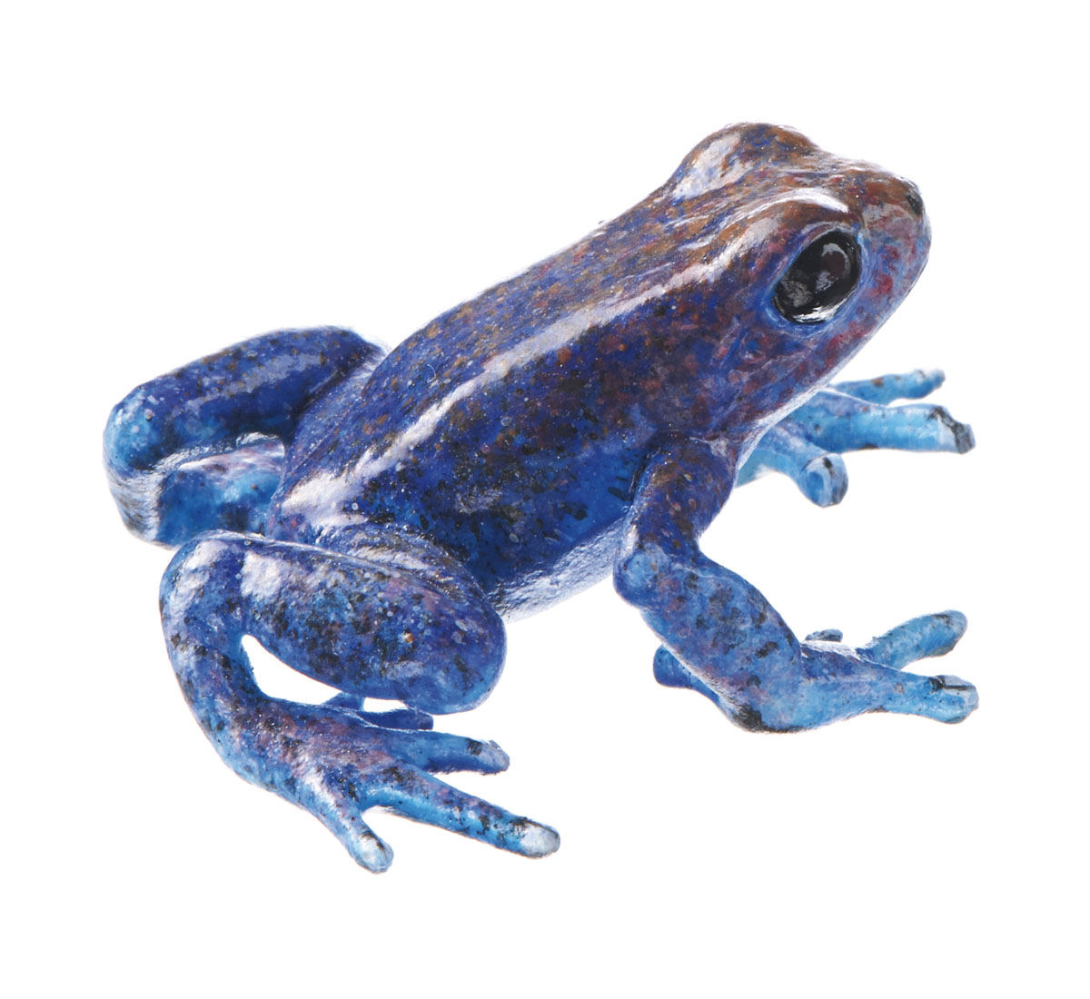 Strawberry Poison Dart Frog 