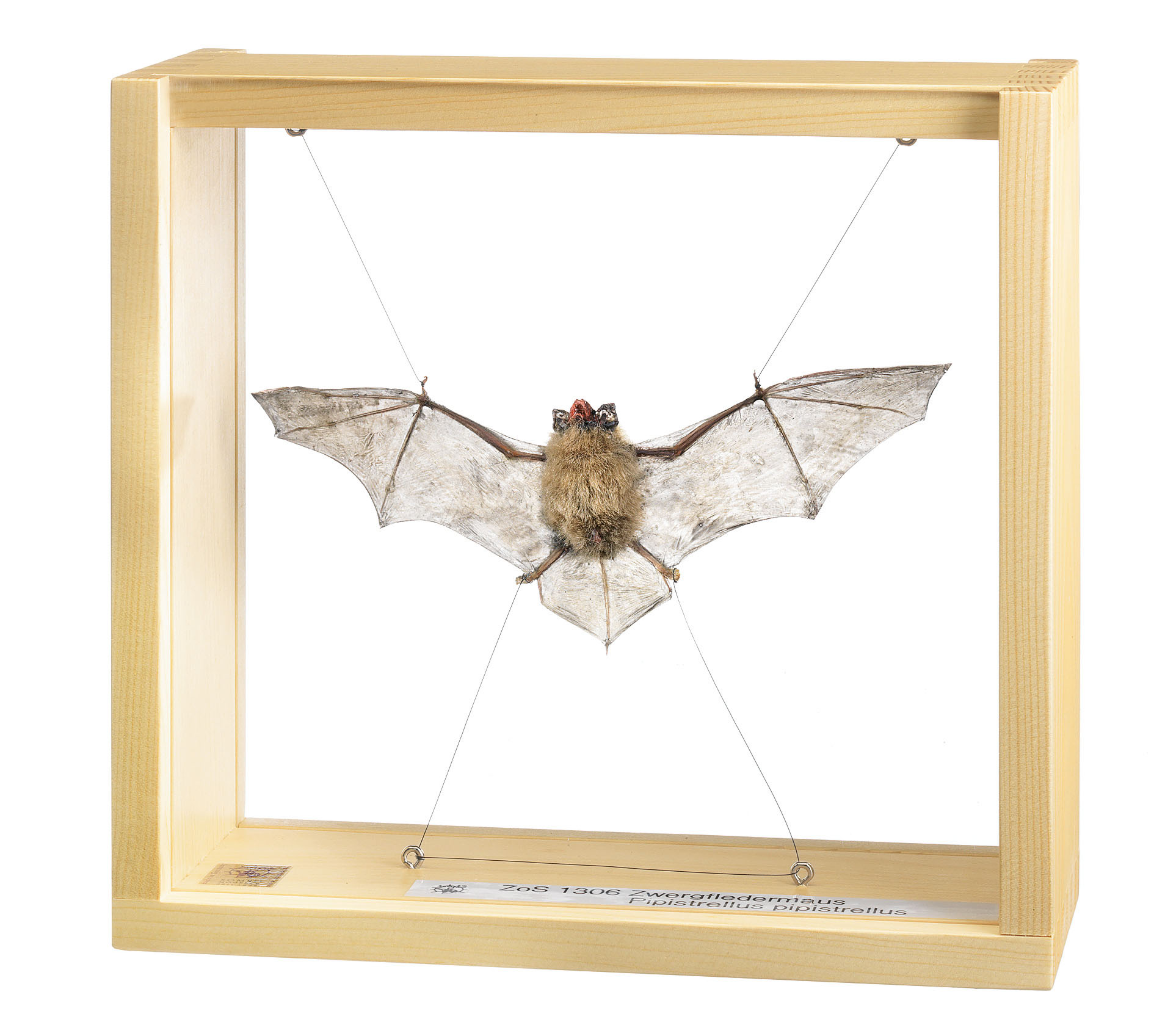 Common Pipistrelle, Male | Adam,Rouilly