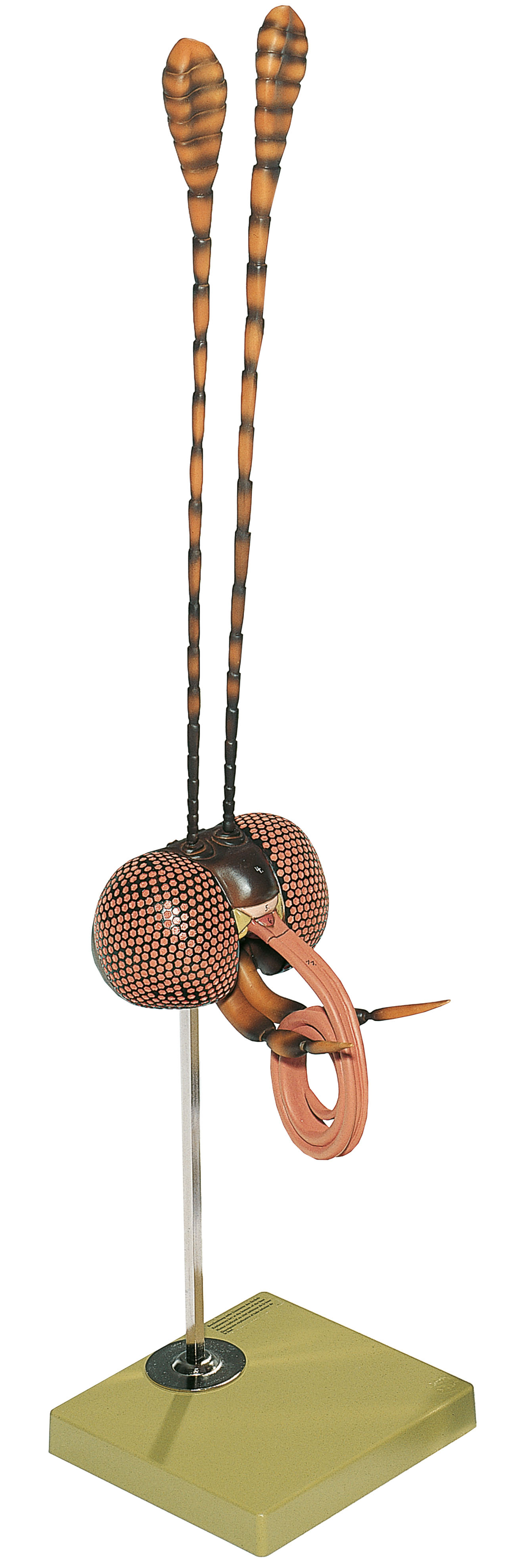 Adam Rouilly Scroll Head of a Butterfly - Adam,Rouilly
