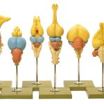 Models Of Vertebrate Brains | Adam,Rouilly