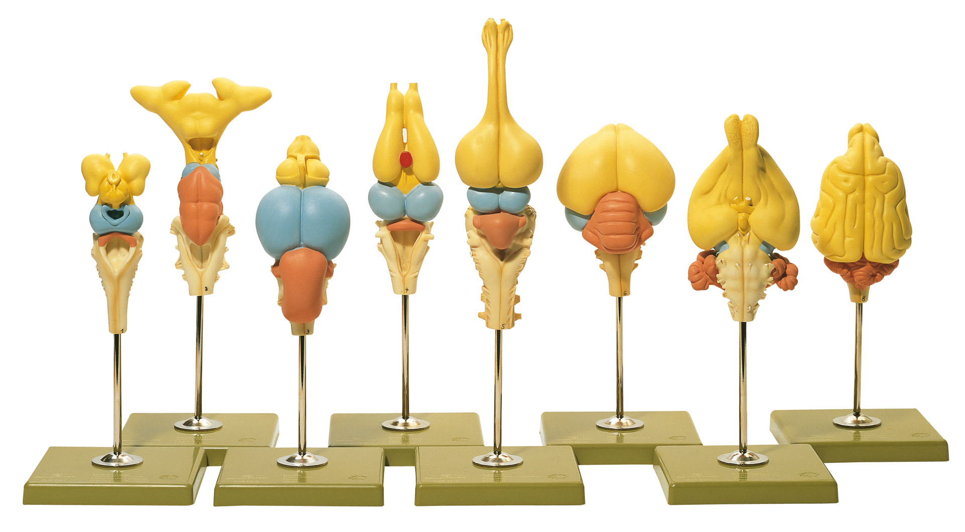 Models Of Vertebrate Brains | Adam,Rouilly