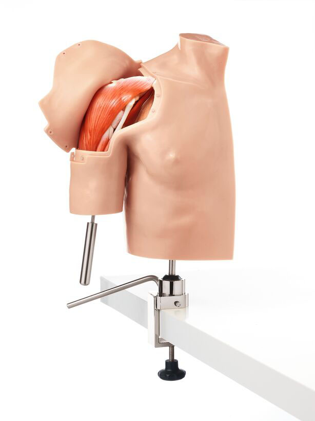 Arthroscopy Model of the Shoulder - Adam,Rouilly