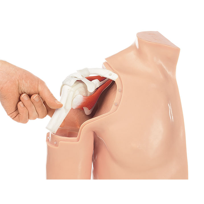 Arthroscopy Model of the Shoulder - Adam,Rouilly