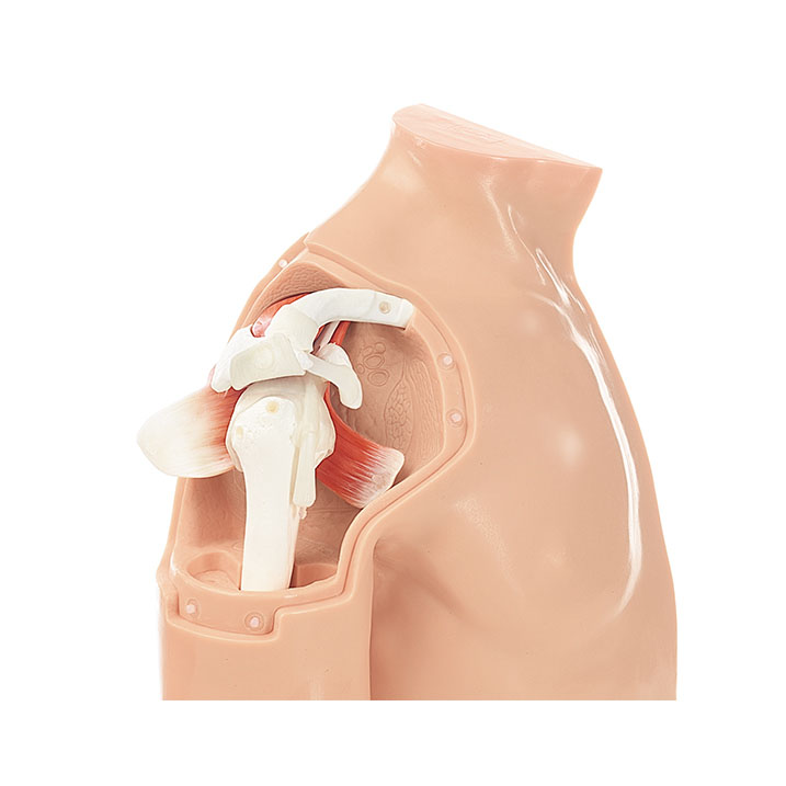 Arthroscopy Model of the Shoulder - Adam,Rouilly