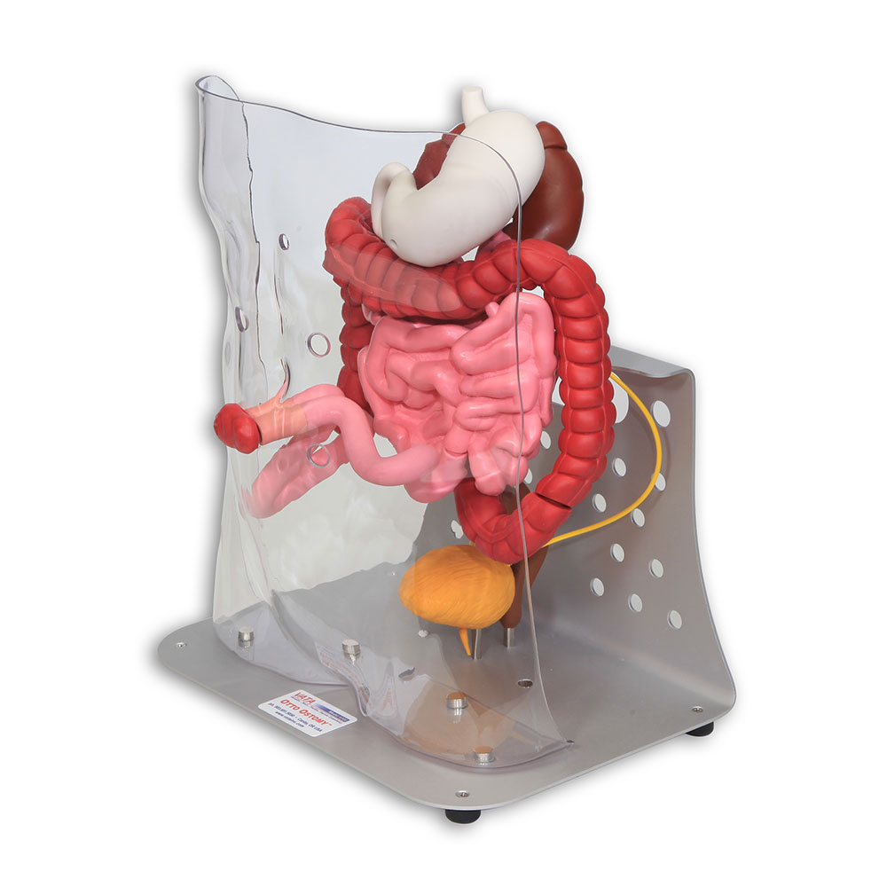 Otto Ostomy Model - Advanced | Adam,Rouilly