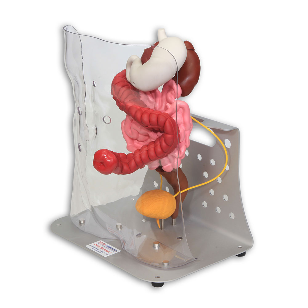 Otto Ostomy Model - Advanced | Adam,Rouilly